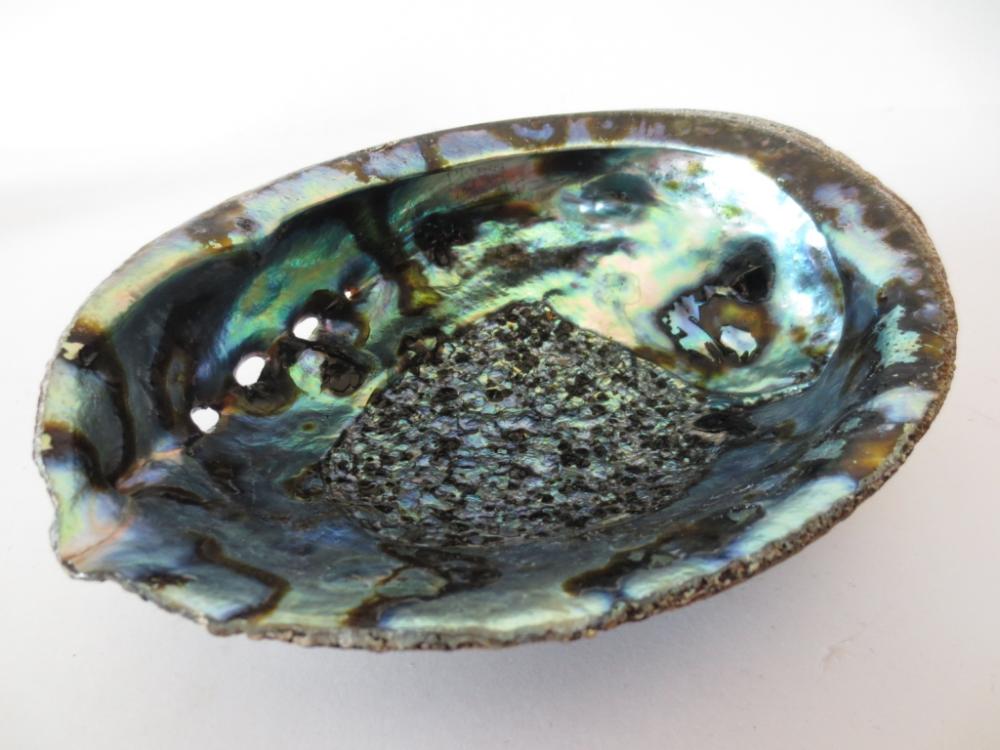 Schale grüne Abalone-Muschel, groß, Räucherschale